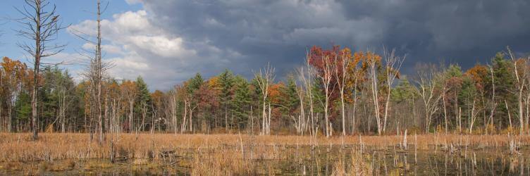 banner-wetland_environmental-0